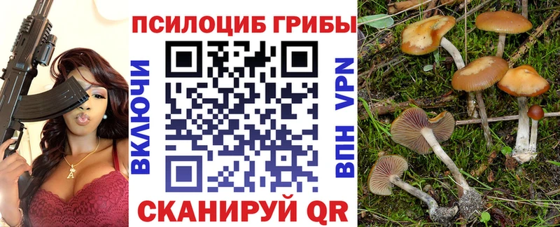 Псилоцибиновые грибы Psilocybine cubensis  закладка  Аргун 